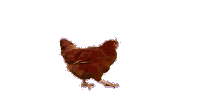 N2cbVvP 1 - Life is better with a chicken