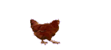 N2cbVvP-1.gif