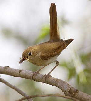 nightingaleedmundfellowes-1.jpg