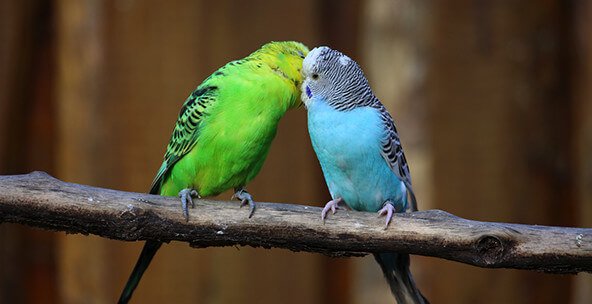 23706_pets_vstrbirds_small_tile_C_CB3131-1.jpg