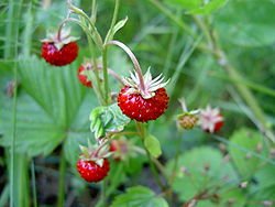 250pxFragaria_vesca_closeup_4-1.jpg