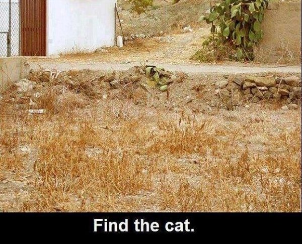 InS7C42 1 - can you find the cat?