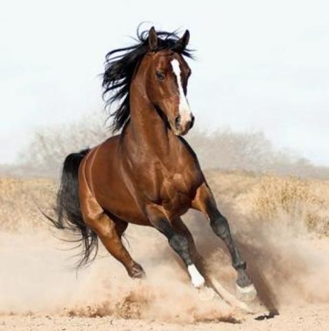 arabian horse 1 - Writing Challenge