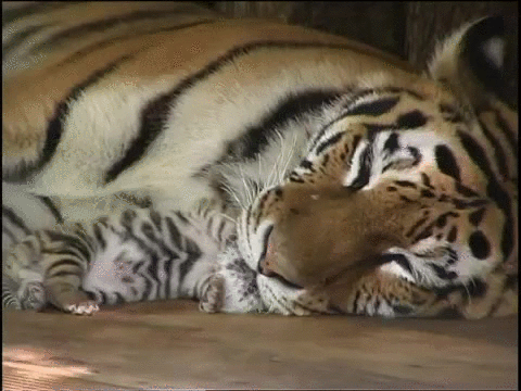 aw58hKo 1 - Tiger cub