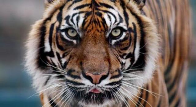 tiger_dirk_freder_isp-1.jpg