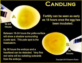 5631017 1 - A Question About Eggs