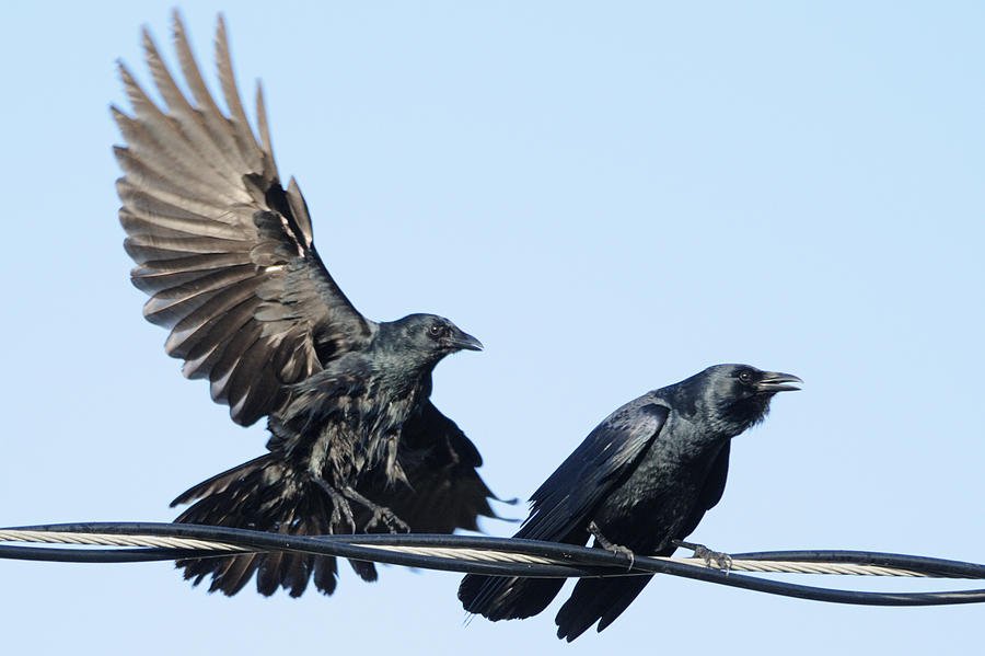 twocrowsonawirebradfordmartin-1.jpg