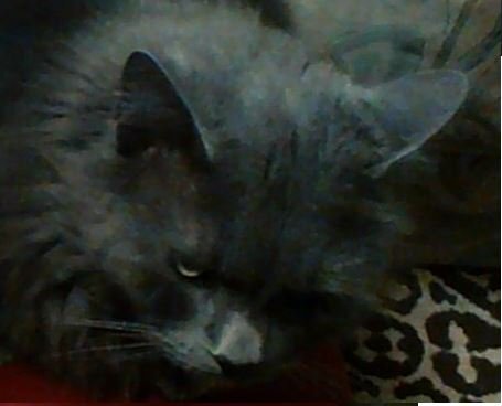 GrumpyGrayCat2016JPG-1.jpg