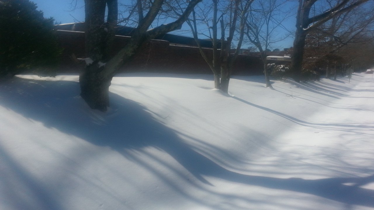 Trees_in_Snow2-1.jpg