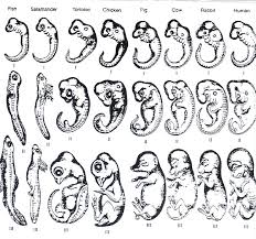 201608111354191142030637 zpsmc9m8b7e 2 - Is human evolution compatible with the quran?