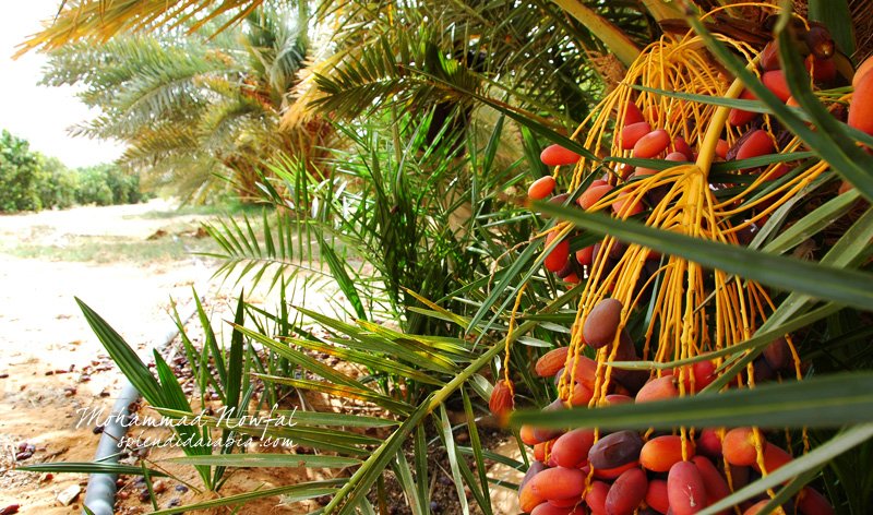 datepalm-1.jpg