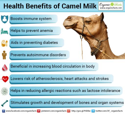 camelmilkinfo 1 - That Which Heals (non pharmaceutical)