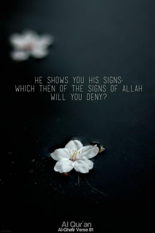 allahshowsushissigns-1.jpg