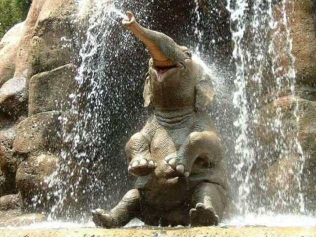 HappyAnimals06632x474-1.jpg