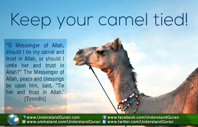 inspirationkeepyourcameltied-1.jpg