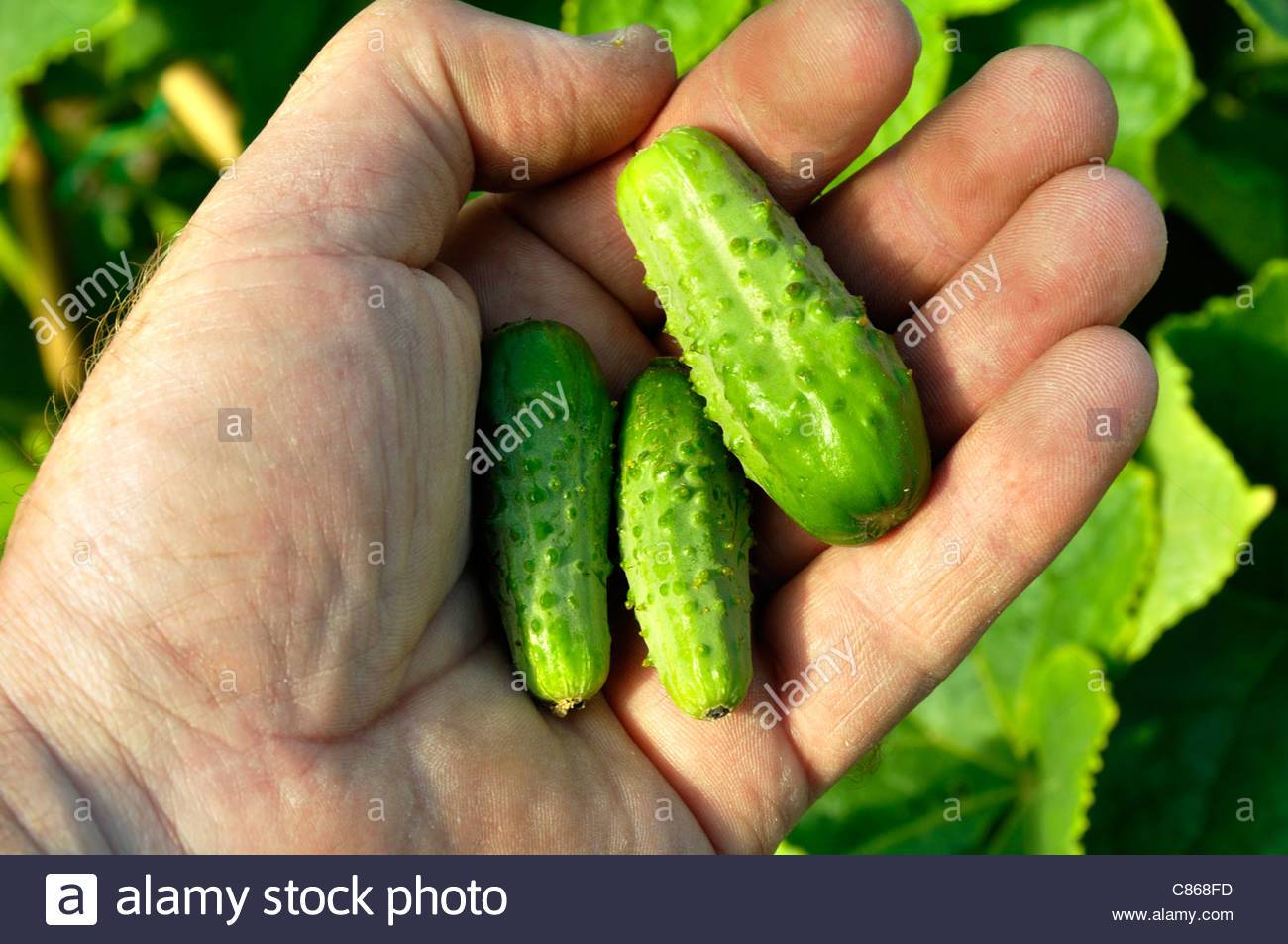 picklesminicucumbersvarietypetitdeparisc 1 - How does your garden grow?