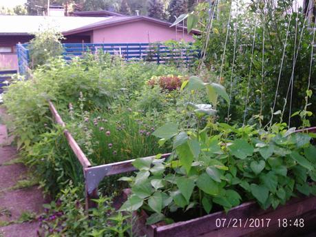 ZPkTHq5 1 - How does your garden grow?