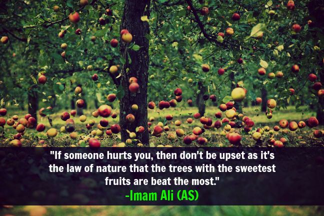 fa16708503715661ac2caaa368174b42imamaliq 1 - Beautiful Quotes, Proverbs, Sayings