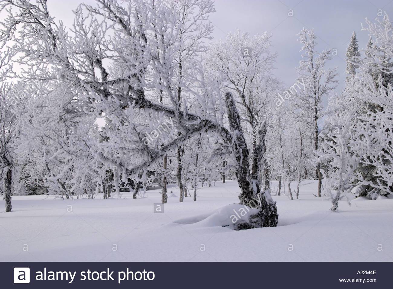 coldwinterdaywoodwithtreesfrozenandwhite-1.jpg