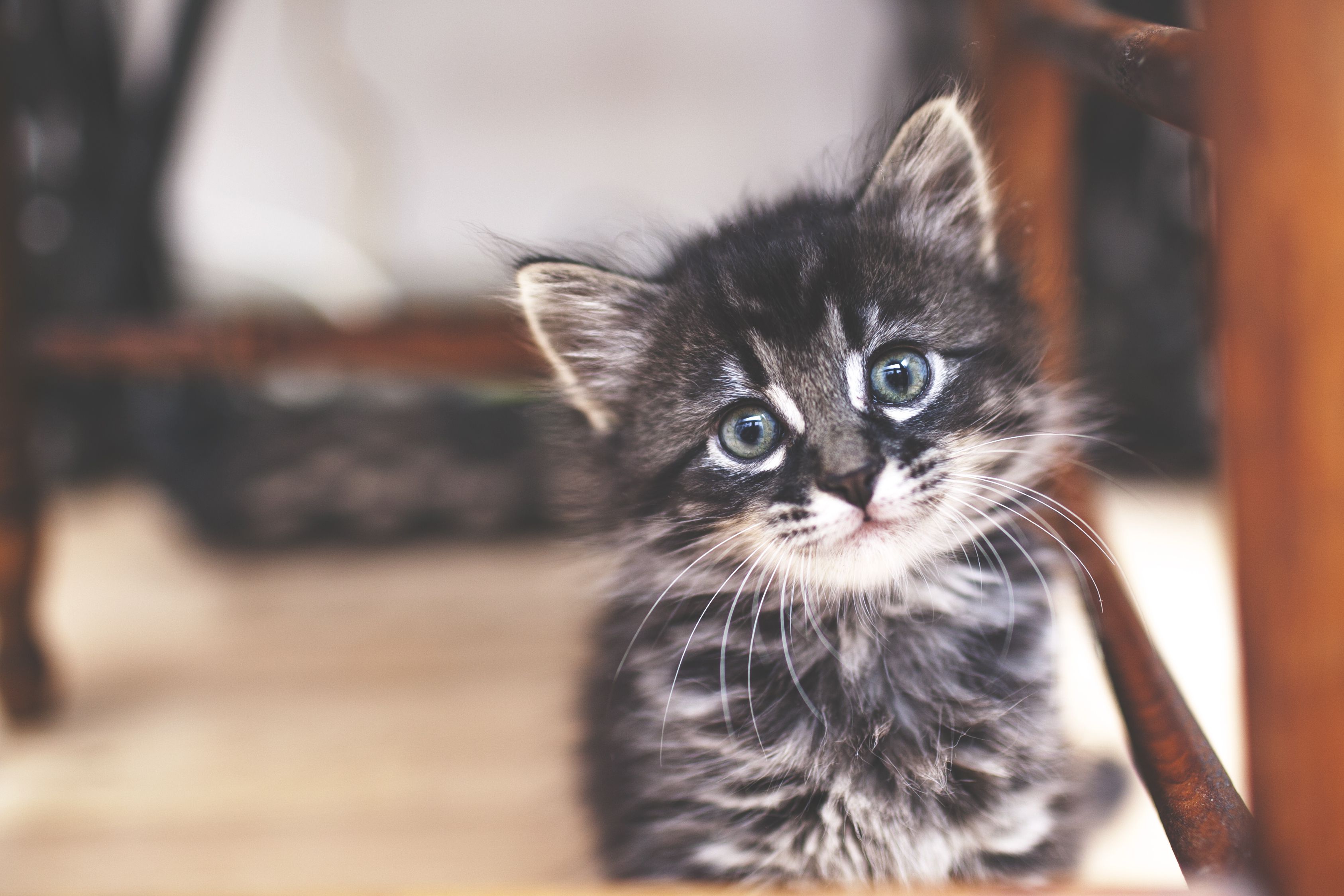 kittenlookingatcamera52198143757d840213d-1.jpg