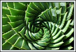 Bspiral_aloe-1.jpg