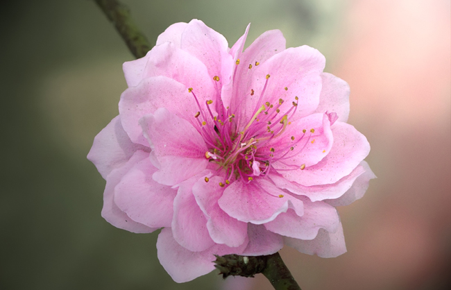 Sanctum_Inle_Resort_Myanmar_Flower_Macro-1.jpg