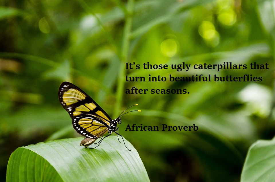 butterfly404731 960 720 1 - Beautiful Quotes, Proverbs, Sayings