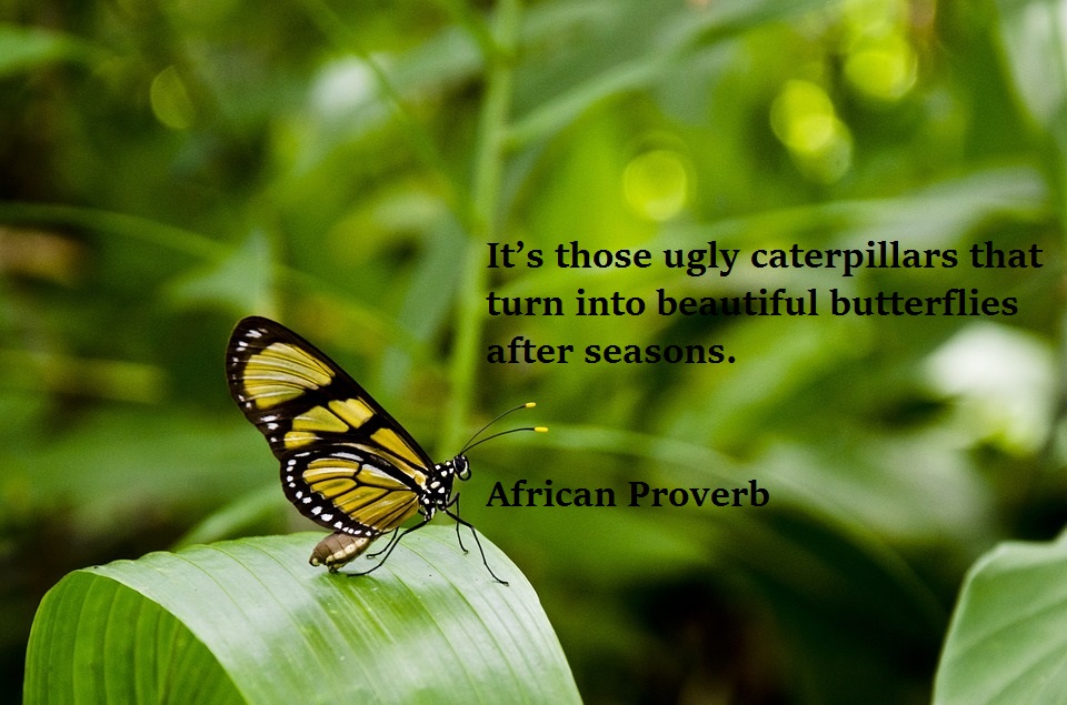 butterfly404731_960_720-1.jpg