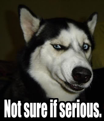 Husky_not_sure_if_serious-1.jpg
